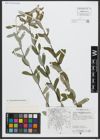 Foto von Salix amplexicaulis Bory